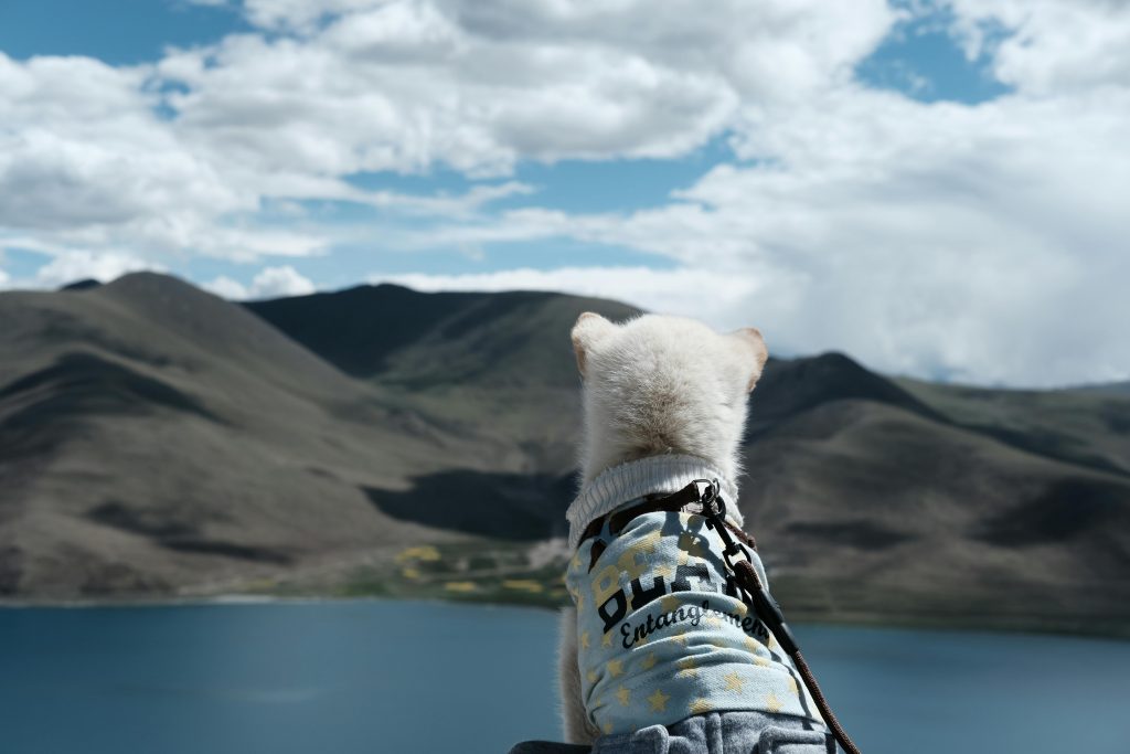 A puppy in a sweater with a leash sits by a tranquil lake surrounded by mountains.